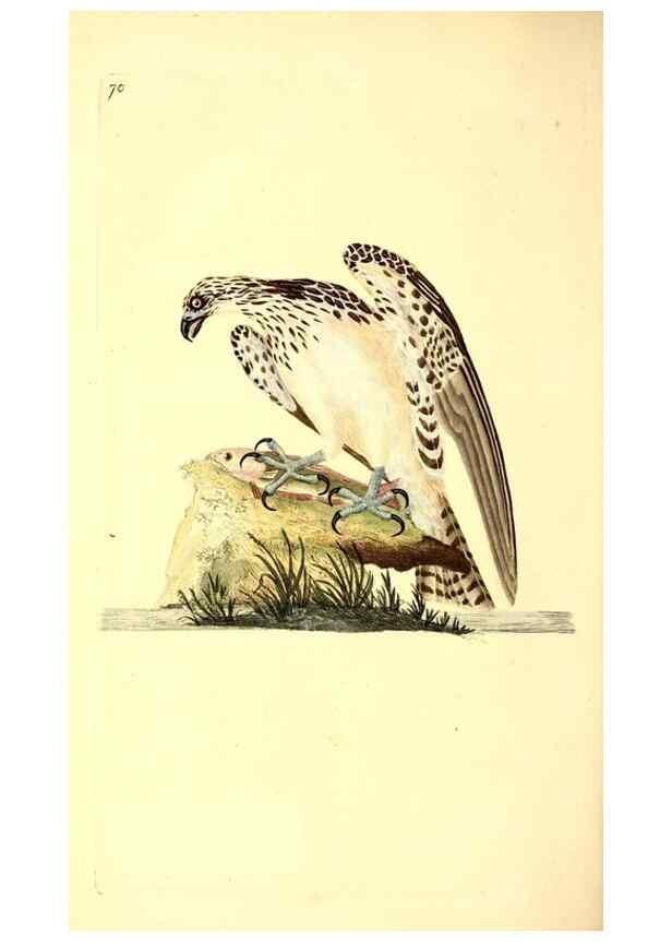 Reproducción/Reproduction 49530870203: The natural history of British birds, or, A selection of the most rare, beautiful and interesting birds which inhabit this country :. London :Printed for the author, and for F. and C. Rivington ...,1794[-1819]. 