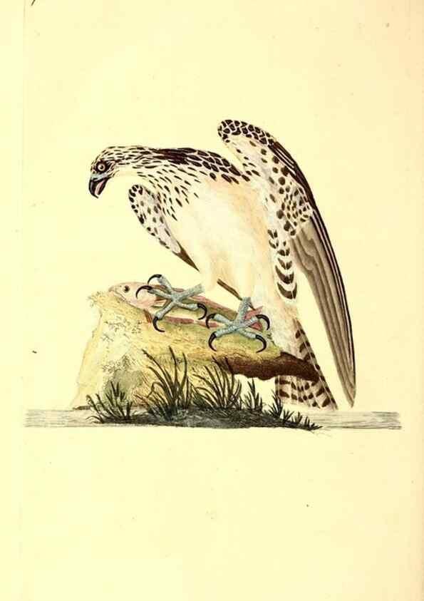 Reproducción/Reproduction 49530870203: The natural history of British birds, or, A selection of the most rare, beautiful and interesting birds which inhabit this country :. London :Printed for the author, and for F. and C. Rivington ...,1794[-1819]. 