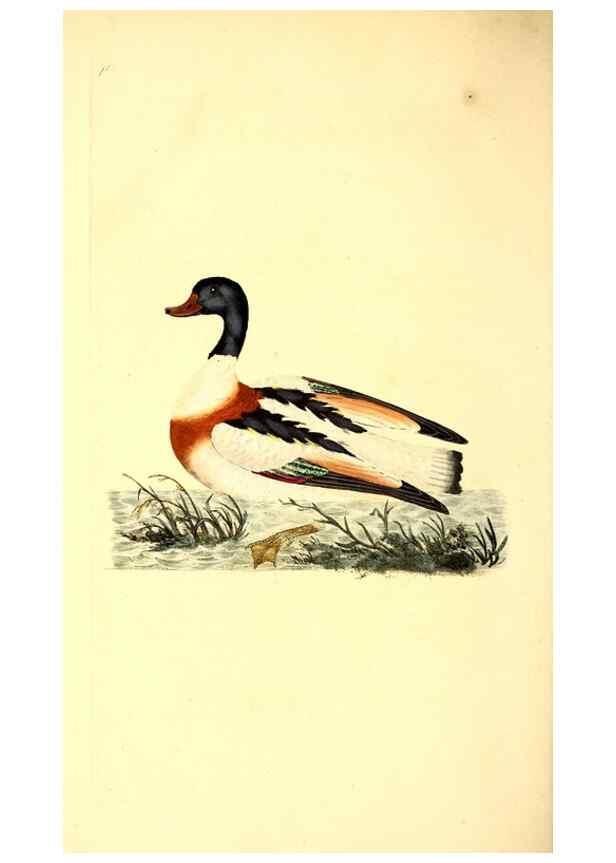 Reproducción/Reproduction 49531374101: The natural history of British birds, or, A selection of the most rare, beautiful and interesting birds which inhabit this country :. London :Printed for the author, and for F. and C. Rivington ...,1794[-1819]. 