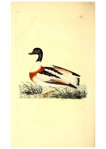 Reproducción/Reproduction 49531374101: The natural history of British birds, or, A selection of the most rare, beautiful and interesting birds which inhabit this country :. London :Printed for the author, and for F. and C. Rivington ...,1794[-1819]. 