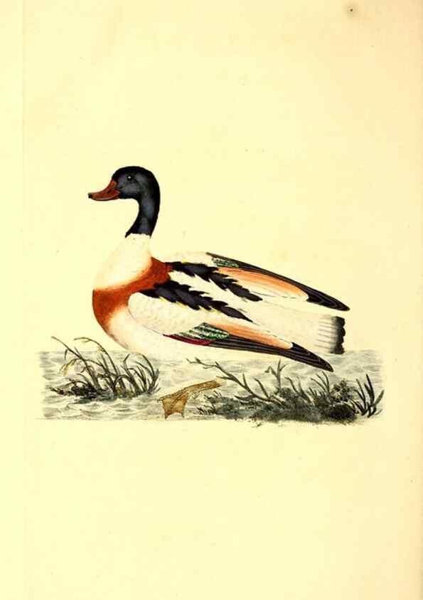 Reproducción/Reproduction 49531374101: The natural history of British birds, or, A selection of the most rare, beautiful and interesting birds which inhabit this country :. London :Printed for the author, and for F. and C. Rivington ...,1794[-1819]. 