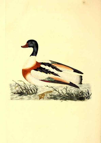 Reproducción/Reproduction 49531374101: The natural history of British birds, or, A selection of the most rare, beautiful and interesting birds which inhabit this country :. London :Printed for the author, and for F. and C. Rivington ...,1794[-1819]. 