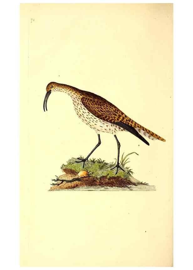 Reproducción/Reproduction 49531374346: The natural history of British birds, or, A selection of the most rare, beautiful and interesting birds which inhabit this country :. London :Printed for the author, and for F. and C. Rivington ...,1794[-1819]. 