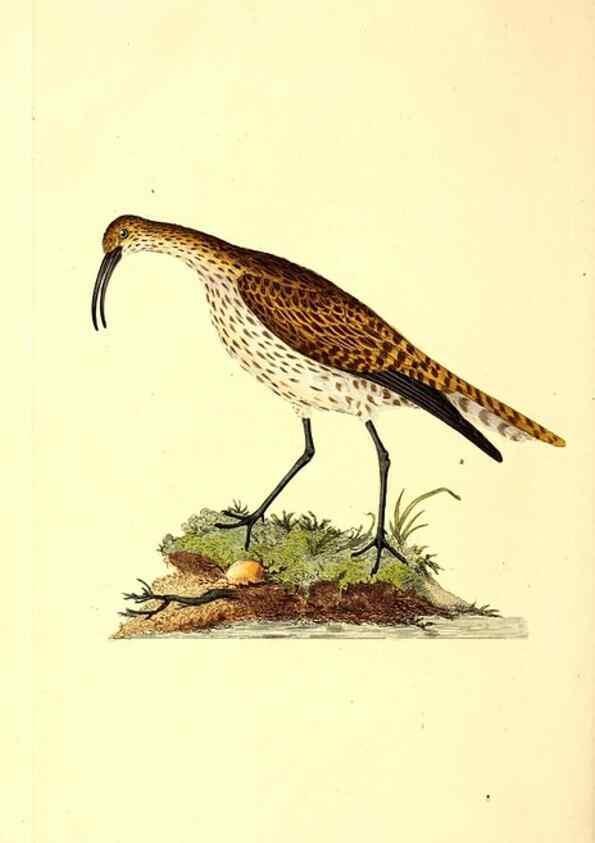 Reproducción/Reproduction 49531374346: The natural history of British birds, or, A selection of the most rare, beautiful and interesting birds which inhabit this country :. London :Printed for the author, and for F. and C. Rivington ...,1794[-1819]. 
