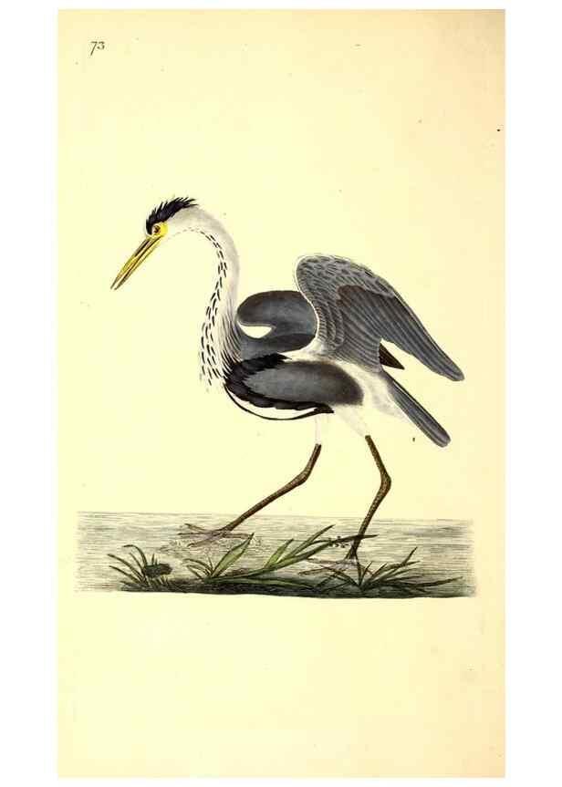 Reproducción/Reproduction 49531690572: The natural history of British birds, or, A selection of the most rare, beautiful and interesting birds which inhabit this country :. London :Printed for the author, and for F. and C. Rivington ...,1794[-1819]. 