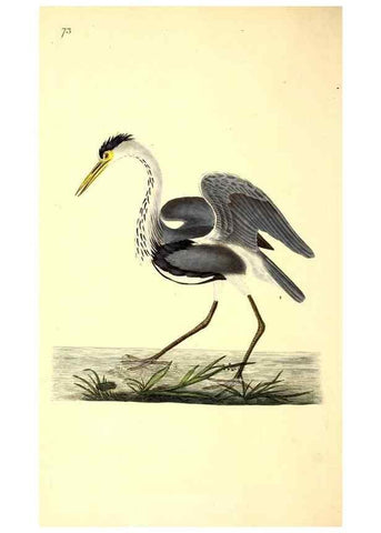 Reproducción/Reproduction 49531690572: The natural history of British birds, or, A selection of the most rare, beautiful and interesting birds which inhabit this country :. London :Printed for the author, and for F. and C. Rivington ...,1794[-1819]. 