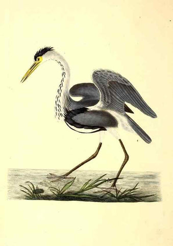 Reproducción/Reproduction 49531690572: The natural history of British birds, or, A selection of the most rare, beautiful and interesting birds which inhabit this country :. London :Printed for the author, and for F. and C. Rivington ...,1794[-1819]. 