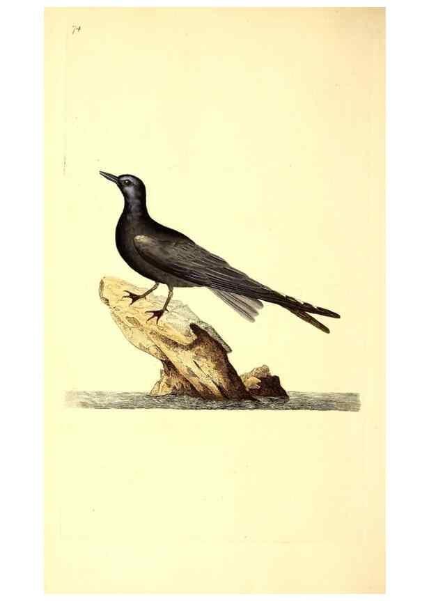 Reproducción/Reproduction 49530963678: The natural history of British birds, or, A selection of the most rare, beautiful and interesting birds which inhabit this country :. London :Printed for the author, and for F. and C. Rivington ...,1794[-1819]. 