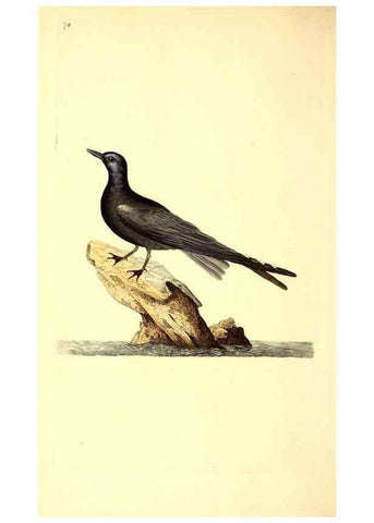 Reproducción/Reproduction 49530963678: The natural history of British birds, or, A selection of the most rare, beautiful and interesting birds which inhabit this country :. London :Printed for the author, and for F. and C. Rivington ...,1794[-1819]. 