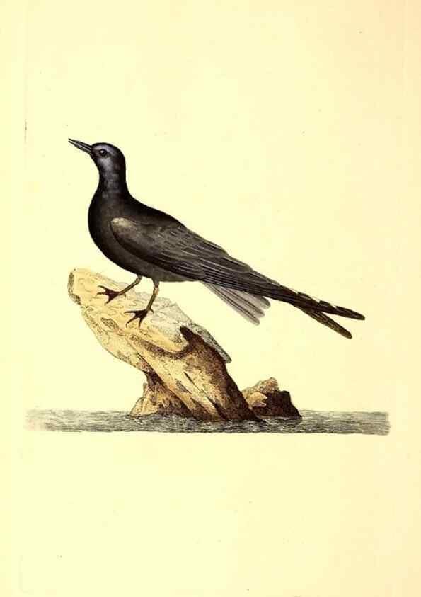 Reproducción/Reproduction 49530963678: The natural history of British birds, or, A selection of the most rare, beautiful and interesting birds which inhabit this country :. London :Printed for the author, and for F. and C. Rivington ...,1794[-1819]. 