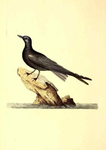 Reproducción/Reproduction 49530963678: The natural history of British birds, or, A selection of the most rare, beautiful and interesting birds which inhabit this country :. London :Printed for the author, and for F. and C. Rivington ...,1794[-1819]. 