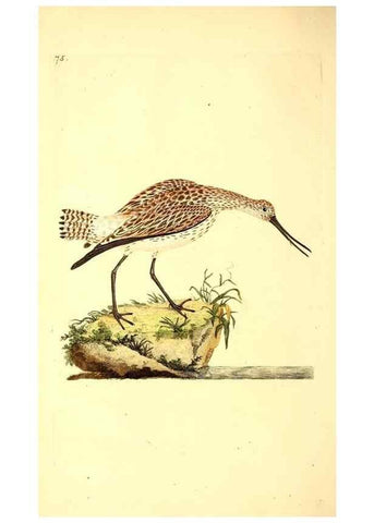 Reproducción/Reproduction 49531691102: The natural history of British birds, or, A selection of the most rare, beautiful and interesting birds which inhabit this country :. London :Printed for the author, and for F. and C. Rivington ...,1794[-1819]. 