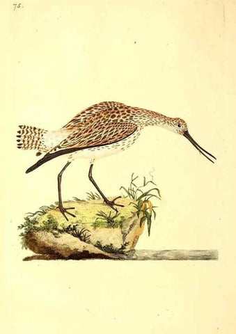 Reproducción/Reproduction 49531691102: The natural history of British birds, or, A selection of the most rare, beautiful and interesting birds which inhabit this country :. London :Printed for the author, and for F. and C. Rivington ...,1794[-1819]. 