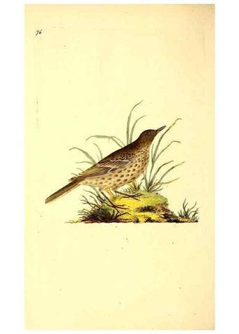 Reproducción/Reproduction 49530964218: The natural history of British birds, or, A selection of the most rare, beautiful and interesting birds which inhabit this country :. London :Printed for the author, and for F. and C. Rivington ...,1794[-1819]. 