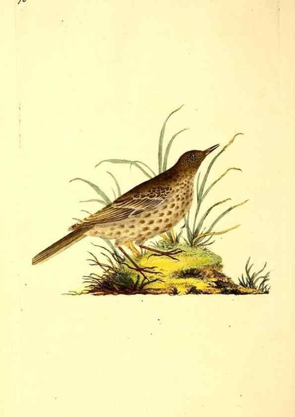 Reproducción/Reproduction 49530964218: The natural history of British birds, or, A selection of the most rare, beautiful and interesting birds which inhabit this country :. London :Printed for the author, and for F. and C. Rivington ...,1794[-1819]. 