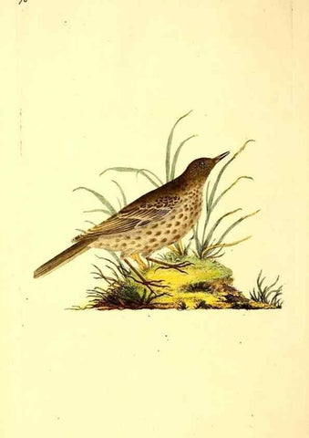 Reproducción/Reproduction 49530964218: The natural history of British birds, or, A selection of the most rare, beautiful and interesting birds which inhabit this country :. London :Printed for the author, and for F. and C. Rivington ...,1794[-1819]. 
