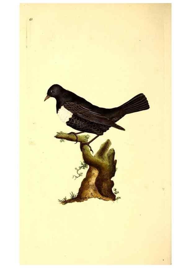 Reproducción/Reproduction 49531371611: The natural history of British birds, or, A selection of the most rare, beautiful and interesting birds which inhabit this country :. London :Printed for the author, and for F. and C. Rivington ...,1794[-1819]. 