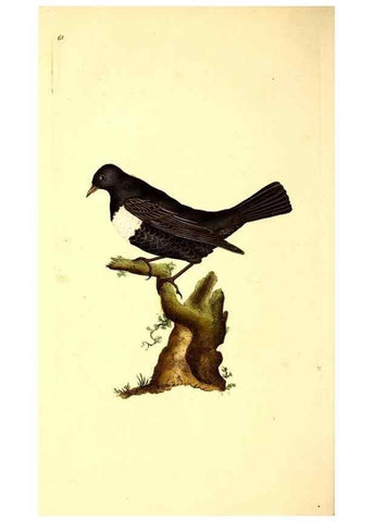 Reproducción/Reproduction 49531371611: The natural history of British birds, or, A selection of the most rare, beautiful and interesting birds which inhabit this country :. London :Printed for the author, and for F. and C. Rivington ...,1794[-1819]. 
