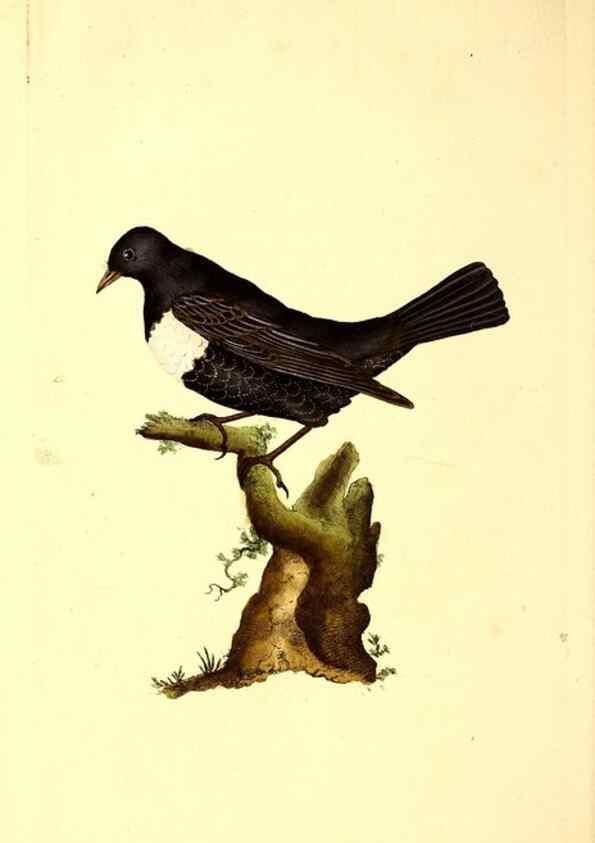 Reproducción/Reproduction 49531371611: The natural history of British birds, or, A selection of the most rare, beautiful and interesting birds which inhabit this country :. London :Printed for the author, and for F. and C. Rivington ...,1794[-1819]. 