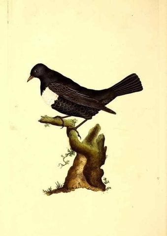 Reproducción/Reproduction 49531371611: The natural history of British birds, or, A selection of the most rare, beautiful and interesting birds which inhabit this country :. London :Printed for the author, and for F. and C. Rivington ...,1794[-1819]. 