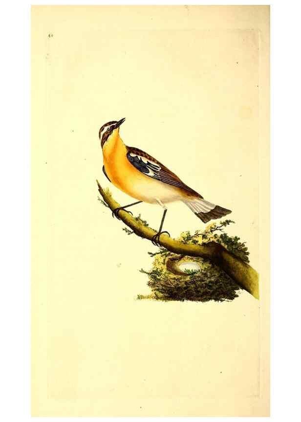 Reproducción/Reproduction 49531371366: The natural history of British birds, or, A selection of the most rare, beautiful and interesting birds which inhabit this country :. London :Printed for the author, and for F. and C. Rivington ...,1794[-1819]. 