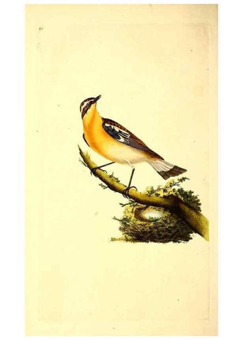 Reproducción/Reproduction 49531371366: The natural history of British birds, or, A selection of the most rare, beautiful and interesting birds which inhabit this country :. London :Printed for the author, and for F. and C. Rivington ...,1794[-1819]. 