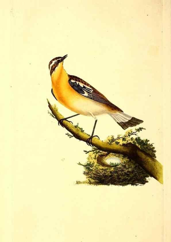 Reproducción/Reproduction 49531371366: The natural history of British birds, or, A selection of the most rare, beautiful and interesting birds which inhabit this country :. London :Printed for the author, and for F. and C. Rivington ...,1794[-1819]. 