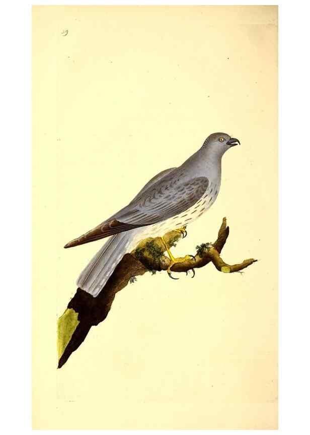 Reproducción/Reproduction 49530867053: The natural history of British birds, or, A selection of the most rare, beautiful and interesting birds which inhabit this country :. London :Printed for the author, and for F. and C. Rivington ...,1794[-1819]. 