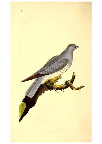 Reproducción/Reproduction 49530867053: The natural history of British birds, or, A selection of the most rare, beautiful and interesting birds which inhabit this country :. London :Printed for the author, and for F. and C. Rivington ...,1794[-1819]. 