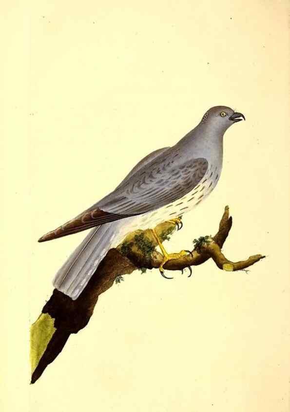 Reproducción/Reproduction 49530867053: The natural history of British birds, or, A selection of the most rare, beautiful and interesting birds which inhabit this country :. London :Printed for the author, and for F. and C. Rivington ...,1794[-1819]. 