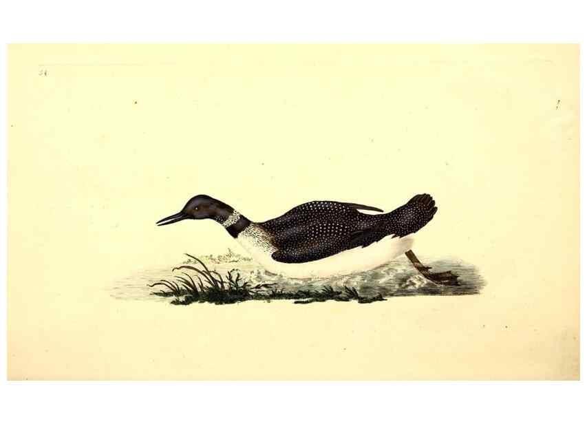 Reproducción/Reproduction 49531594297: The natural history of British birds, or, A selection of the most rare, beautiful and interesting birds which inhabit this country :. London :Printed for the author, and for F. and C. Rivington ...,1794[-1819]. 
