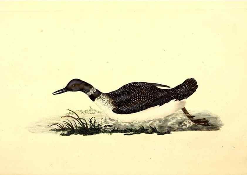 Reproducción/Reproduction 49531594297: The natural history of British birds, or, A selection of the most rare, beautiful and interesting birds which inhabit this country :. London :Printed for the author, and for F. and C. Rivington ...,1794[-1819]. 
