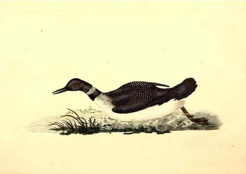 Reproducción/Reproduction 49531594297: The natural history of British birds, or, A selection of the most rare, beautiful and interesting birds which inhabit this country :. London :Printed for the author, and for F. and C. Rivington ...,1794[-1819]. 