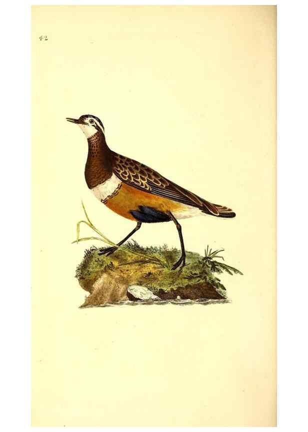 Reproducción/Reproduction 49531545942: The natural history of British birds, or, A selection of the most rare, beautiful and interesting birds which inhabit this country :. London :Printed for the author, and for F. and C. Rivington ...,1794[-1819]. 