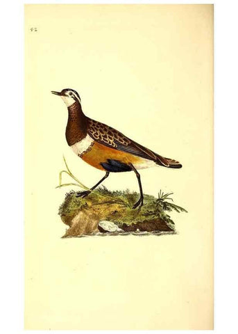 Reproducción/Reproduction 49531545942: The natural history of British birds, or, A selection of the most rare, beautiful and interesting birds which inhabit this country :. London :Printed for the author, and for F. and C. Rivington ...,1794[-1819]. 