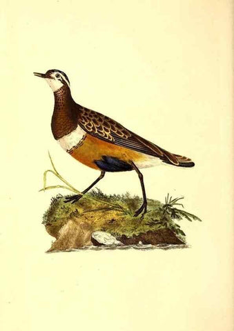 Reproducción/Reproduction 49531545942: The natural history of British birds, or, A selection of the most rare, beautiful and interesting birds which inhabit this country :. London :Printed for the author, and for F. and C. Rivington ...,1794[-1819]. 