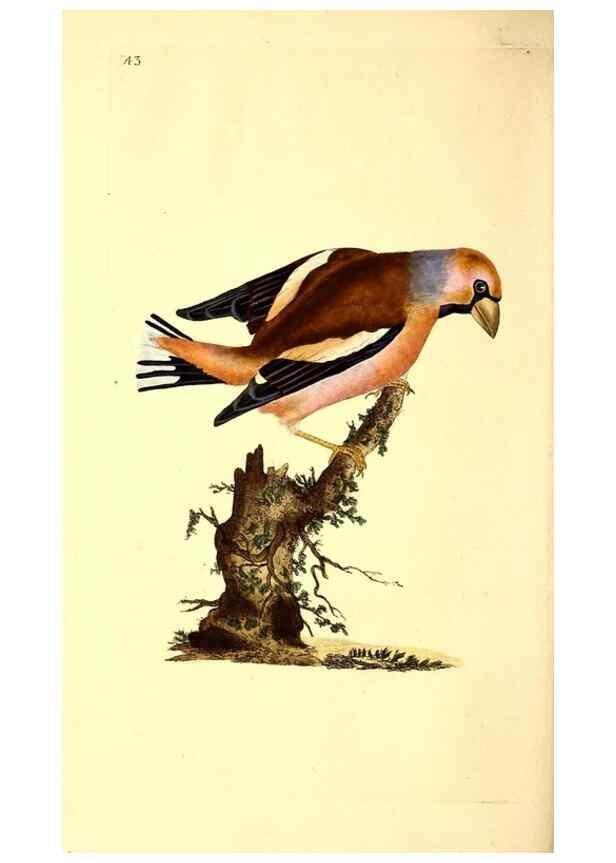 Reproducción/Reproduction 49531322481: The natural history of British birds, or, A selection of the most rare, beautiful and interesting birds which inhabit this country :. London :Printed for the author, and for F. and C. Rivington ...,1794[-1819]. 