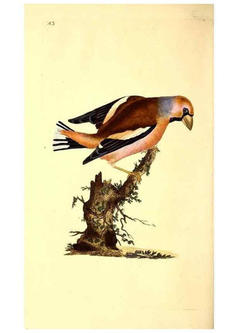 Reproducción/Reproduction 49531322481: The natural history of British birds, or, A selection of the most rare, beautiful and interesting birds which inhabit this country :. London :Printed for the author, and for F. and C. Rivington ...,1794[-1819]. 