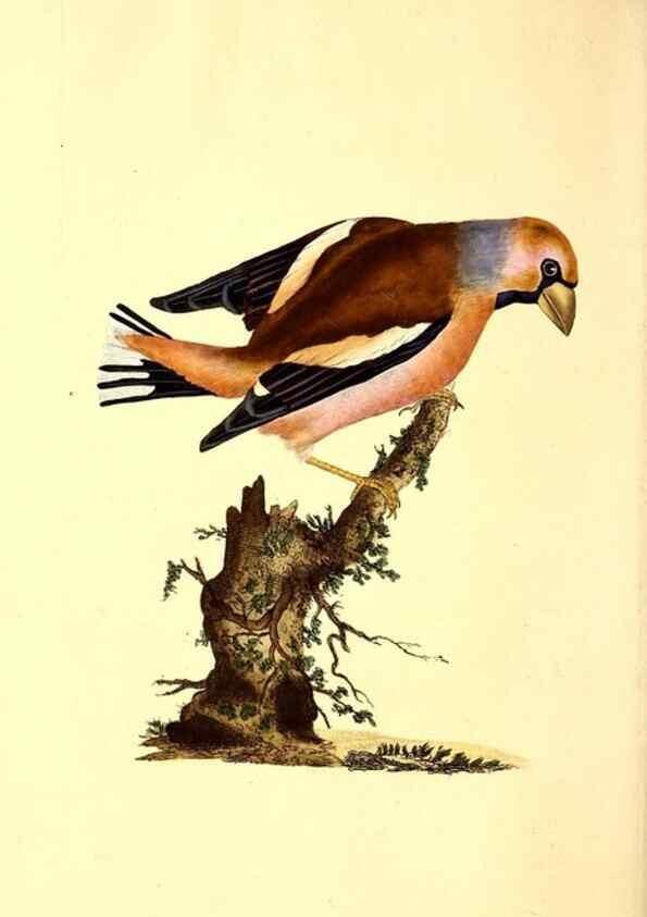 Reproducción/Reproduction 49531322481: The natural history of British birds, or, A selection of the most rare, beautiful and interesting birds which inhabit this country :. London :Printed for the author, and for F. and C. Rivington ...,1794[-1819]. 