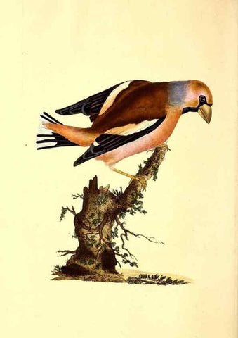 Reproducción/Reproduction 49531322481: The natural history of British birds, or, A selection of the most rare, beautiful and interesting birds which inhabit this country :. London :Printed for the author, and for F. and C. Rivington ...,1794[-1819]. 