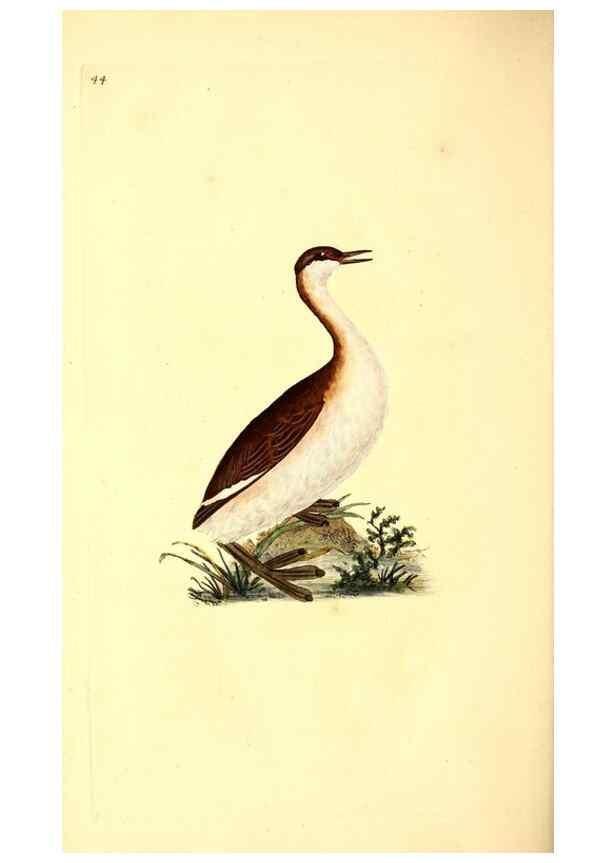 Reproducción/Reproduction 49531546387: The natural history of British birds, or, A selection of the most rare, beautiful and interesting birds which inhabit this country :. London :Printed for the author, and for F. and C. Rivington ...,1794[-1819]. 