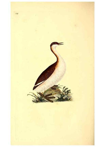 Reproducción/Reproduction 49531546387: The natural history of British birds, or, A selection of the most rare, beautiful and interesting birds which inhabit this country :. London :Printed for the author, and for F. and C. Rivington ...,1794[-1819]. 