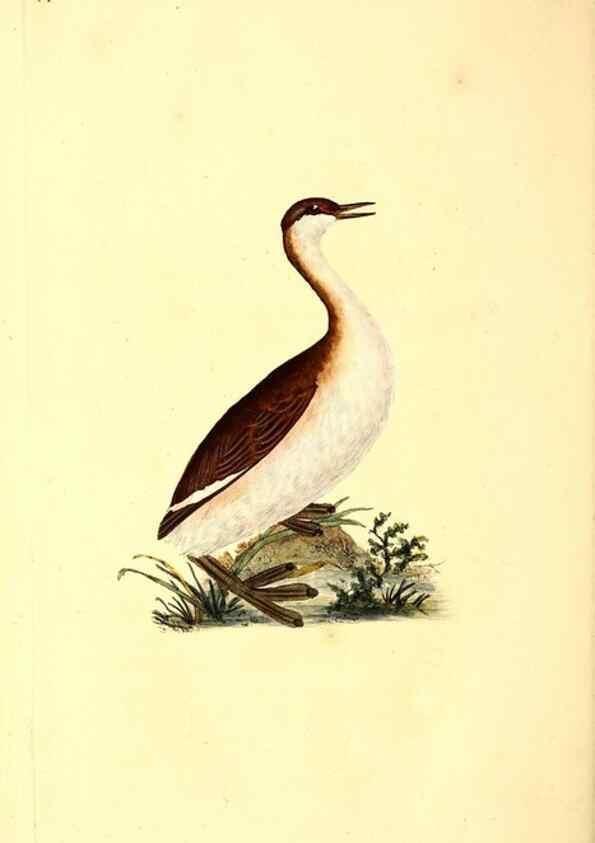 Reproducción/Reproduction 49531546387: The natural history of British birds, or, A selection of the most rare, beautiful and interesting birds which inhabit this country :. London :Printed for the author, and for F. and C. Rivington ...,1794[-1819]. 