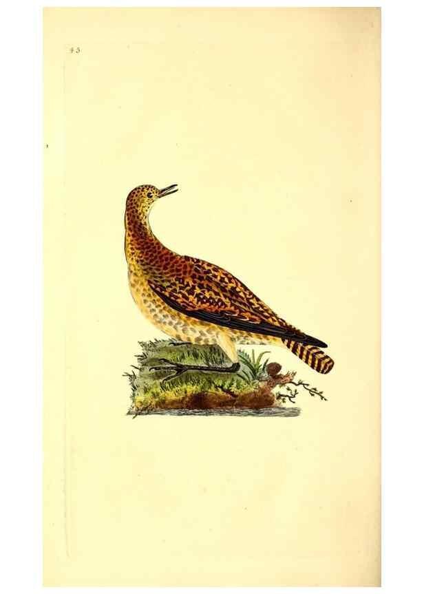Reproducción/Reproduction 49531546617: The natural history of British birds, or, A selection of the most rare, beautiful and interesting birds which inhabit this country :. London :Printed for the author, and for F. and C. Rivington ...,1794[-1819]. 