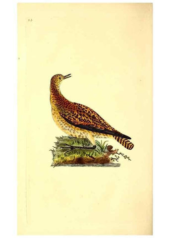 Reproducción/Reproduction 49531546617: The natural history of British birds, or, A selection of the most rare, beautiful and interesting birds which inhabit this country :. London :Printed for the author, and for F. and C. Rivington ...,1794[-1819]. 