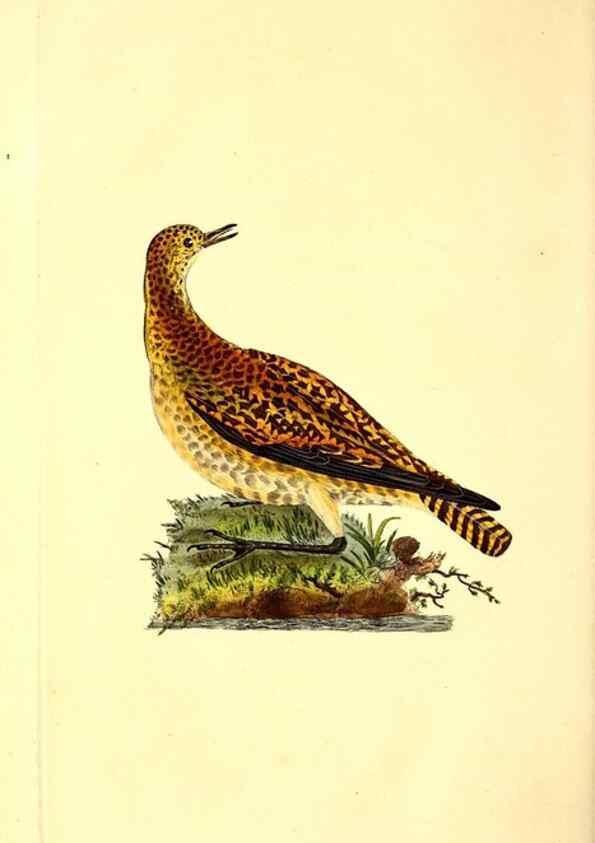 Reproducción/Reproduction 49531546617: The natural history of British birds, or, A selection of the most rare, beautiful and interesting birds which inhabit this country :. London :Printed for the author, and for F. and C. Rivington ...,1794[-1819]. 