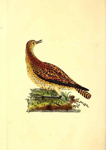 Reproducción/Reproduction 49531546617: The natural history of British birds, or, A selection of the most rare, beautiful and interesting birds which inhabit this country :. London :Printed for the author, and for F. and C. Rivington ...,1794[-1819]. 
