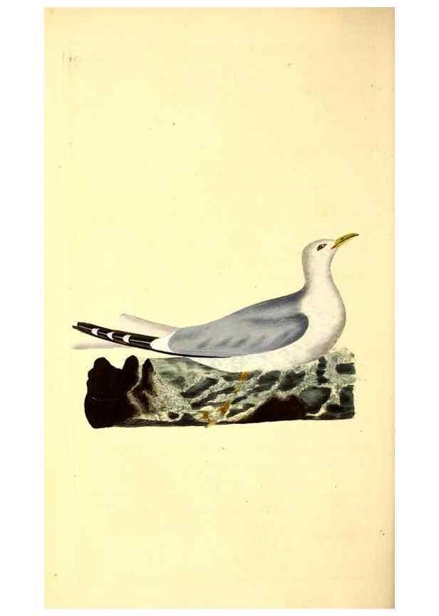 Reproducción/Reproduction 49530819253: The natural history of British birds, or, A selection of the most rare, beautiful and interesting birds which inhabit this country :. London :Printed for the author, and for F. and C. Rivington ...,1794[-1819]. 