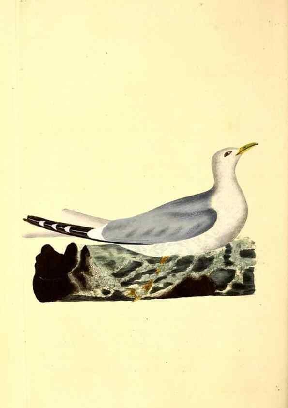 Reproducción/Reproduction 49530819253: The natural history of British birds, or, A selection of the most rare, beautiful and interesting birds which inhabit this country :. London :Printed for the author, and for F. and C. Rivington ...,1794[-1819]. 