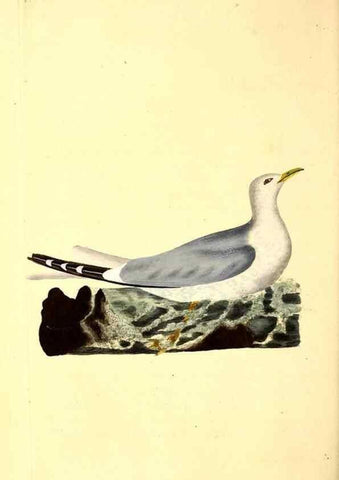 Reproducción/Reproduction 49530819253: The natural history of British birds, or, A selection of the most rare, beautiful and interesting birds which inhabit this country :. London :Printed for the author, and for F. and C. Rivington ...,1794[-1819]. 